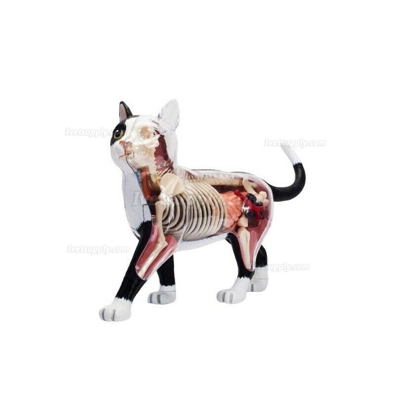 Animal Cat 4d Biology Organ Anatomical Model Medical Teaching Puzzle Assembling